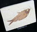 Fat Knightia Alta Fish Fossil - Wyoming #9020-1